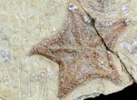 Plate Of Rare Cretaceous Starfish ( Types) - Morocco #54322-1